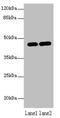 Lamin Tail Domain Containing 1 antibody, orb355455, Biorbyt, Western Blot image 