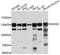 Minichromosome Maintenance Complex Component 2 antibody, A1056, ABclonal Technology, Western Blot image 