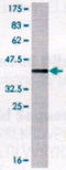 SPANX Family Member B1 antibody, MBS644239, MyBioSource, Western Blot image 