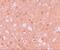 Tripartite Motif Containing 71 antibody, A08005, Boster Biological Technology, Immunohistochemistry frozen image 