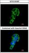 Polymeric Immunoglobulin Receptor antibody, LS-C186139, Lifespan Biosciences, Immunocytochemistry image 