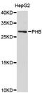 Prohibitin antibody, STJ110923, St John