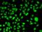 KIAA0568 antibody, PA5-77073, Invitrogen Antibodies, Immunofluorescence image 