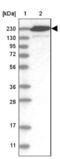 Centriolar Coiled-Coil Protein 110 antibody, NBP2-48546, Novus Biologicals, Western Blot image 
