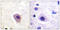 Dihydropyrimidinase Like 2 antibody, LS-C198892, Lifespan Biosciences, Immunohistochemistry paraffin image 
