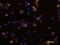 Transforming Growth Factor Beta Receptor 1 antibody, AF3025, R&D Systems, Immunocytochemistry image 