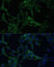 Calcium Modulating Ligand antibody, 15-165, ProSci, Immunofluorescence image 