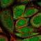 Glycerol Kinase 5 antibody, NBP2-58312, Novus Biologicals, Immunofluorescence image 