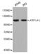 ATPase Na+/K+ Transporting Subunit Alpha 1 antibody, abx000792, Abbexa, Western Blot image 