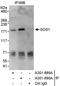 SOS Ras/Rac Guanine Nucleotide Exchange Factor 1 antibody, A301-889A, Bethyl Labs, Immunoprecipitation image 
