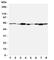 TNF Receptor Associated Factor 6 antibody, R31345, NSJ Bioreagents, Western Blot image 