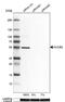 Nucleobindin 2 antibody, NBP1-87383, Novus Biologicals, Western Blot image 
