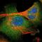 Protocadherin Beta 4 antibody, NBP1-80942, Novus Biologicals, Immunofluorescence image 
