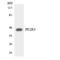 Prostaglandin E Receptor 3 antibody, LS-C200474, Lifespan Biosciences, Western Blot image 