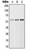 Transcription Factor EB antibody, MBS822309, MyBioSource, Western Blot image 