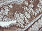 Protein Tyrosine Kinase 2 antibody, LS-C174728, Lifespan Biosciences, Immunohistochemistry frozen image 