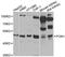 Paraoxonase 1 antibody, A1321, ABclonal Technology, Western Blot image 