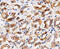 Cadherin 1 antibody, MBS126942, MyBioSource, Immunohistochemistry paraffin image 