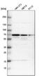 Cytoskeleton Associated Protein 4 antibody, PA5-51455, Invitrogen Antibodies, Western Blot image 