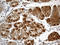 ATP Synthase Membrane Subunit E antibody, LS-C796104, Lifespan Biosciences, Immunohistochemistry paraffin image 