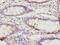 Tetratricopeptide Repeat Domain 38 antibody, A61594-100, Epigentek, Immunohistochemistry paraffin image 