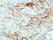 Elastin antibody, GTX02630, GeneTex, Immunohistochemistry paraffin image 