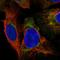Protein kintoun antibody, HPA004113, Atlas Antibodies, Immunofluorescence image 