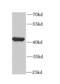 Creatine Kinase, Mitochondrial 2 antibody, FNab01728, FineTest, Western Blot image 