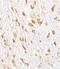 ArfGAP With GTPase Domain, Ankyrin Repeat And PH Domain 2 antibody, NBP1-77194, Novus Biologicals, Immunohistochemistry frozen image 