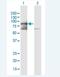 Prickle Planar Cell Polarity Protein 3 antibody, H00004007-B01P-50ug, Novus Biologicals, Western Blot image 