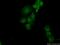 Adenosine Deaminase TRNA Specific 2 antibody, 13621-1-AP, Proteintech Group, Immunofluorescence image 