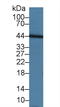 TNF Superfamily Member 13 antibody, LS-C374228, Lifespan Biosciences, Western Blot image 