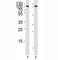 CD19 antibody, F44319-0.4ML, NSJ Bioreagents, Western Blot image 