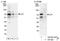 Tumor Protein P73 antibody, NB100-420, Novus Biologicals, Western Blot image 