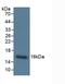 Cystatin C antibody, abx131845, Abbexa, Western Blot image 