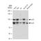 Interleukin Enhancer Binding Factor 3 antibody, GTX02844, GeneTex, Western Blot image 