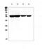 Cytochrome P450 Family 17 Subfamily A Member 1 antibody, PA5-79124, Invitrogen Antibodies, Western Blot image 