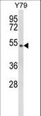 General Transcription Factor IIH Subunit 4 antibody, LS-C166729, Lifespan Biosciences, Western Blot image 