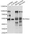 HtrA Serine Peptidase 4 antibody, LS-C749319, Lifespan Biosciences, Western Blot image 
