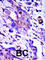 Polo Like Kinase 1 antibody, abx033776, Abbexa, Western Blot image 