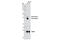 Sirtuin 2 antibody, 12650S, Cell Signaling Technology, Western Blot image 