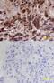 CF Transmembrane Conductance Regulator antibody, MAB25031, R&D Systems, Immunohistochemistry frozen image 