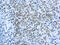 Cell Division Cycle 25A antibody, GTX73947, GeneTex, Immunohistochemistry paraffin image 