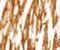 Nicalin antibody, LS-C153682, Lifespan Biosciences, Immunohistochemistry paraffin image 