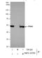 Protein Disulfide Isomerase Family A Member 6 antibody, NBP2-19750, Novus Biologicals, Western Blot image 