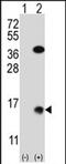 Small Ubiquitin Like Modifier 2 antibody, PA5-71759, Invitrogen Antibodies, Western Blot image 