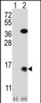 Small Ubiquitin Like Modifier 2 antibody, PA5-71759, Invitrogen Antibodies, Western Blot image 