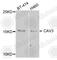 Caveolin 3 antibody, A8089, ABclonal Technology, Western Blot image 