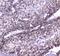 Caseinolytic Mitochondrial Matrix Peptidase Proteolytic Subunit antibody, PA5-79051, Invitrogen Antibodies, Immunohistochemistry frozen image 