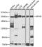 Myosin Heavy Chain 9 antibody, 16-801, ProSci, Western Blot image 